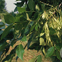 Fraxinus chinensis 8-10 HO draadkluit