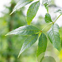 Fraxinus e. 'Altena' 14-16 HO draadkluit