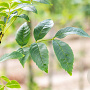 Fraxinus e. 'Altena' 25-30 HO draadkluit