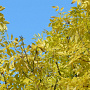 Fraxinus e. 'Jaspidea' 50-60 HO draadkluit 250 cm stam