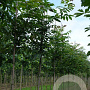 Fraxinus mandshurica 8-10 HO draadkluit