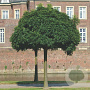 Fraxinus o. 'Mecsek' 30-35 HO draadkluit 220 cm stam