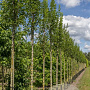 Fraxinus o. Obelisk 45-50 HO draadkluit 250 cm stam