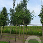 Ginkgo biloba 25-30 HO draadkluit 250 cm stam