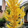 Ginkgo bil. 'Princeton Sentry' 8-10 HO draadkluit geveerd