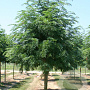 Gleditsia triac. 'Shademaster' 10-12 HO draadkluit