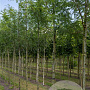 Gleditsia triac. 'Skyline' 40-45 HO draadkluit 250 cm stam