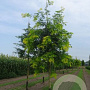 Gleditsia triac. 'Sunburst' 20-25 HO draadkluit 250 cm stam