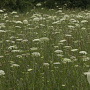 Daucus carota Cruydt-Hoek