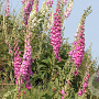 Digitalis purpurea Cruydt-Hoek