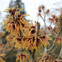 Hamamelis int. 'Cyrille' 125-150 cm 40L struik