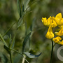 Lathyrus pratensis Cruydt-Hoek