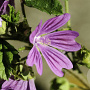 Malva sylvestris Cruydt-Hoek