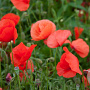Papaver rhoeas Cruydt-Hoek
