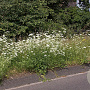 Pimpinella minor Cruydt-Hoek