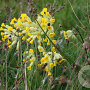 Primula veris Cruydt-Hoek