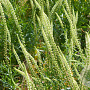 Reseda luteola Cruydt-Hoek