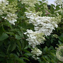 Hydrangea pan. 'Papillon' 150-175 cm draadkluit struik