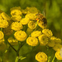 Tanacetum vulgare Cruydt-Hoek