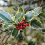 Ilex aq. 'Rubricaulis Aurea' 200-250 cm draadkluit struik