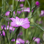 Agrostemma githago Cruydt-Hoek