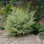Ligustrum ibota Musli 175-200 cm draadkluit struik op Stam