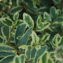 Ligustrum ibota 'Muster' 175-200 cm draadkluit struik op Stam
