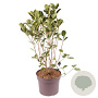 Aronia prunifolia 'Viking' 50-55 cm 7,5L