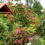 Liquidambar acalycina 16-18 HO draadkluit