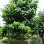 Liquidambar styraciflua 700-800 cm draadkluit meerstammig