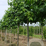 Liquidambar styraciflua 8-10 HO draadkluit