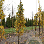 Liquidambar styraciflua 8-10 HO draadkluit geveerd