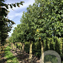 Liquidambar styraciflua 25-30 HO draadkluit