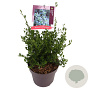 Ceanothus impressus 'Victoria' 45-50 cm 10L
