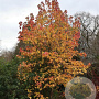 Liquidambar s. 'Autumn ColorGlobe' 40-45 HO draadkluit 240 cm stam