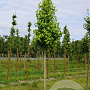 Liquidambar s. 'Golden Sun' 25-30 HO draadkluit 250 cm stam