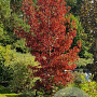 Liquidambar s. 'Oktoberglut' 175-200 cm 15L