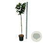 Cercis chinensis 'Avondale' 120 cm stam 15L