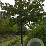 Liquidambar s. 'Palo Alto' 16-18 HO draadkluit