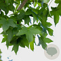 Liquidambar s. 'Parasol' 35-40 HO draadkluit 250 cm stam
