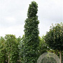 Liquidambar s. 'Simone' 35-40 HO draadkluit 250 cm stam
