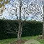 Liriodendron tulipifera 700-800 cm draadkluit meerstammig