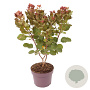 Cotinus cog. Flamissio 50-60 cm 30L