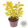 Cotinus cog. Golden Lady 30-40 cm 3,0L