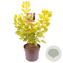 Cotinus cog. Golden Spirit 50-60 cm 7,5L