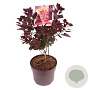 Cotinus cog. 'Royal Purple' 60 cm 7,5L