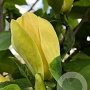 Magnolia brookl. 'Yellow Bird' 150-175 cm draadkluit meerstammig 80-100 breed