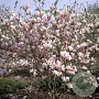 Magnolia 'George Henry Kern' 300-350 cm draadkluit meerstammig