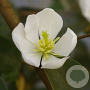 Magnolia laevif. 'Gcwood213' 150-175 cm draadkluit meerstammig 80-100 breed