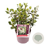 Escallonia 'Iveyi' 20-30 cm 2,0L
